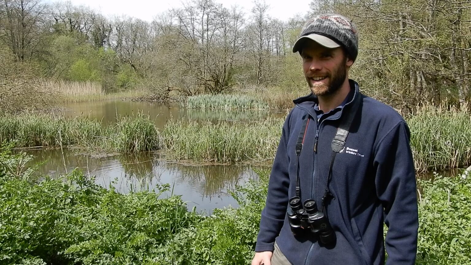 The return of beavers to Dorset | Stephen Oliver - Dorset Museum & Art ...