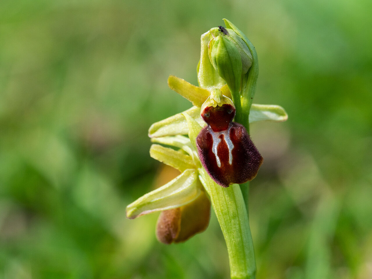 01BD5909 Early spider orchid Copyright Mike Read